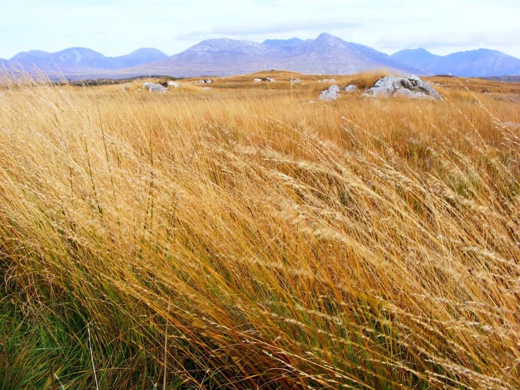 Golden grasses near Rounstone village by Deborah Watkins
