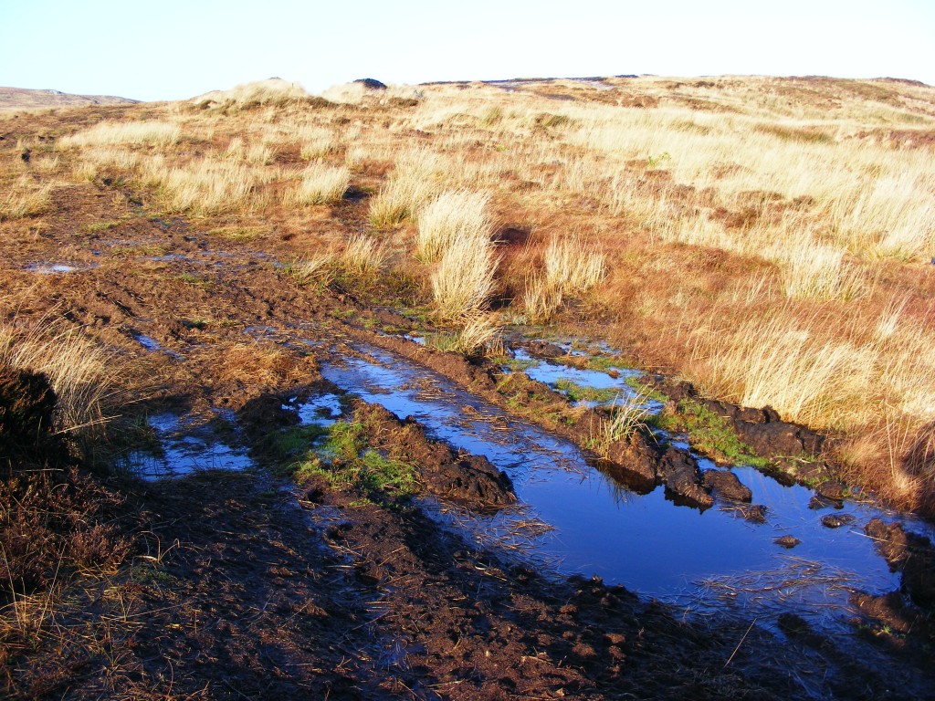 Blue reflections on the bog